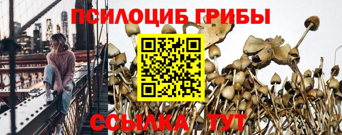 Псилоцибиновые грибы Psilocybine cubensis  Вход с VPN  Киселёвск 